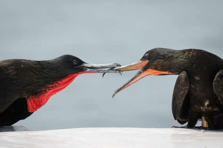 Two birds, peaking, black. Wildlife photograph by Alejandro Cupi, finalist in the Shoot The Frame Wildlife photography award, August 2017