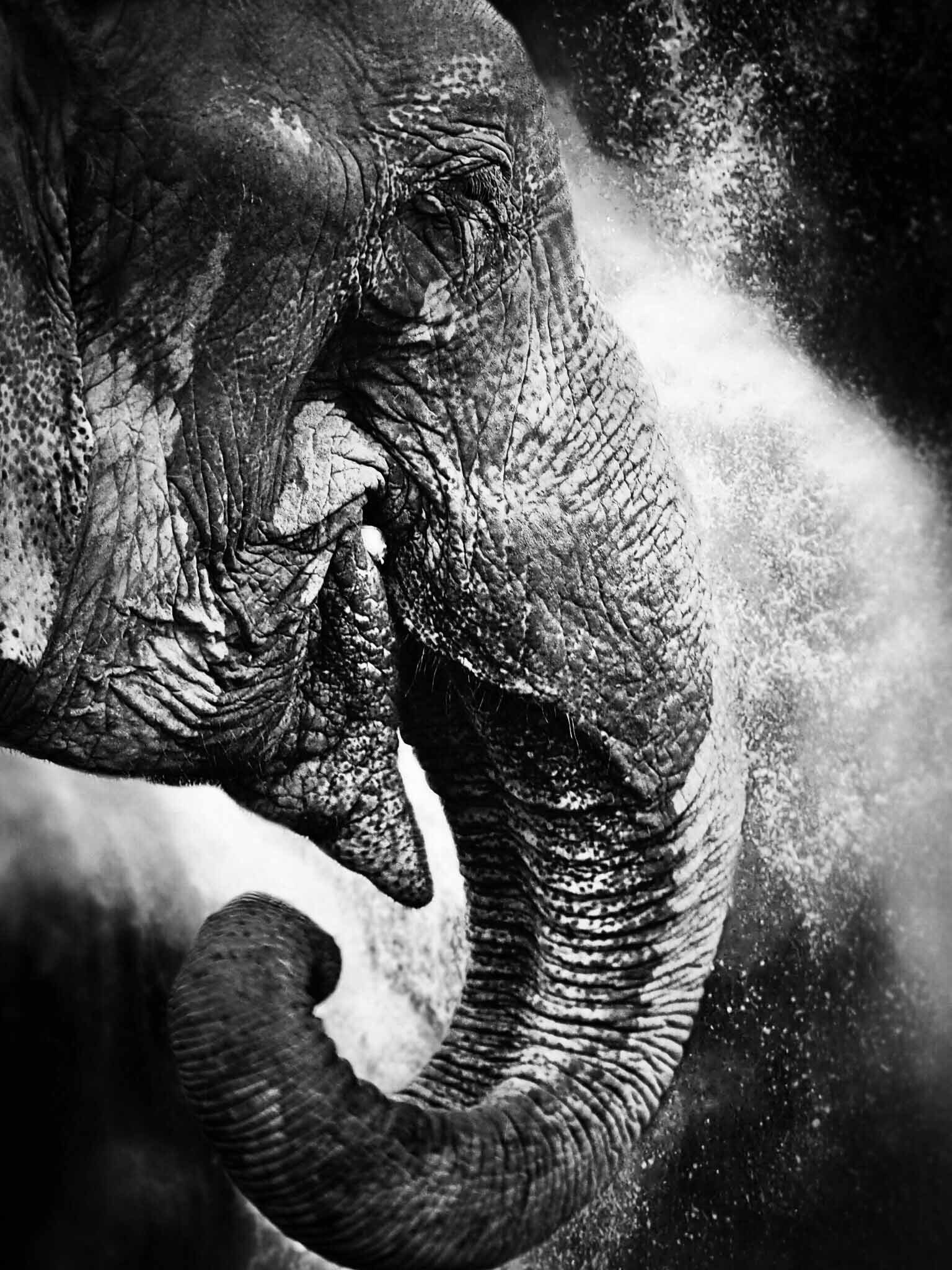 Elephant. trunk, water. Wildlife photograph by Dekka Entwistle, finalist in the Shoot The Frame Wildlife photography award, August 2017