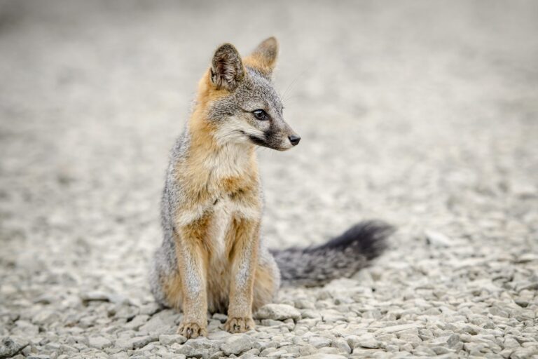 Wildlife photograph by Tünde Gáspár, finalist in the Shoot The Frame Wildlife photography award, August 2017