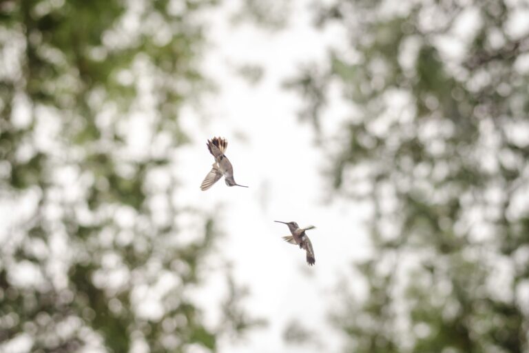 Wildlife photograph by Tünde Gáspár, finalist in the Shoot The Frame Wildlife photography award, September 2017