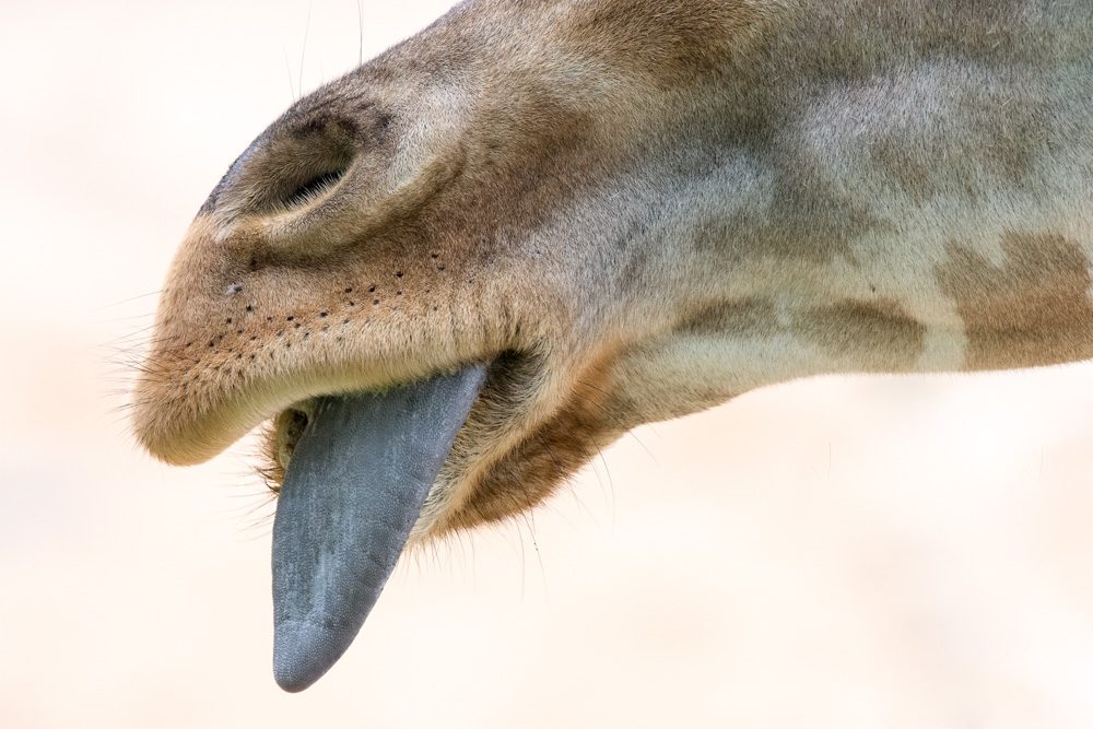Animal toungue, nose, horse. Wildlife photograph by Theodor Dinulescu, finalist in the Shoot The Frame Wildlife photography award, November 2017