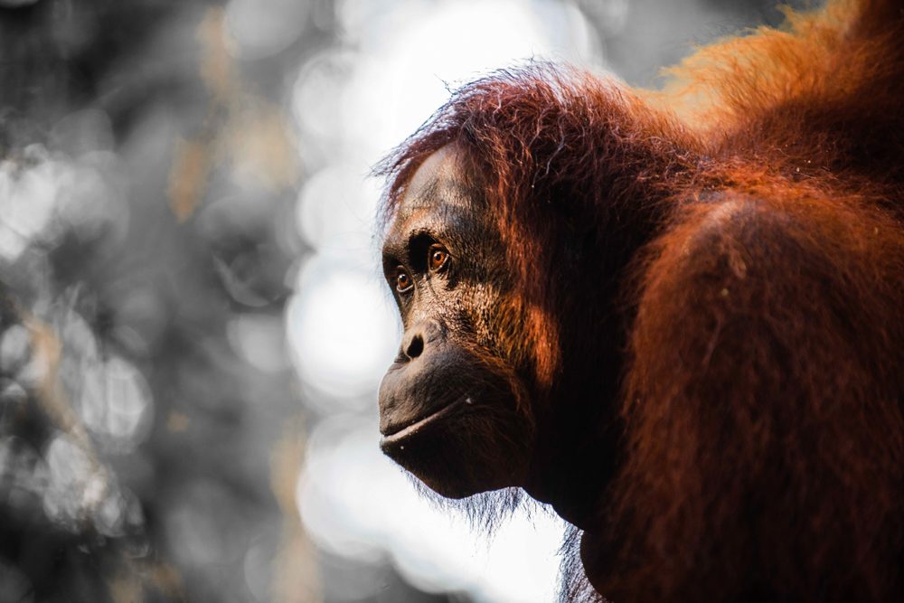 Chimpanzee, ape. light. Wildlife photograph by Inés Madrazo Delgado, winner of the Shoot The Frame Wildlife photography award, November 2017