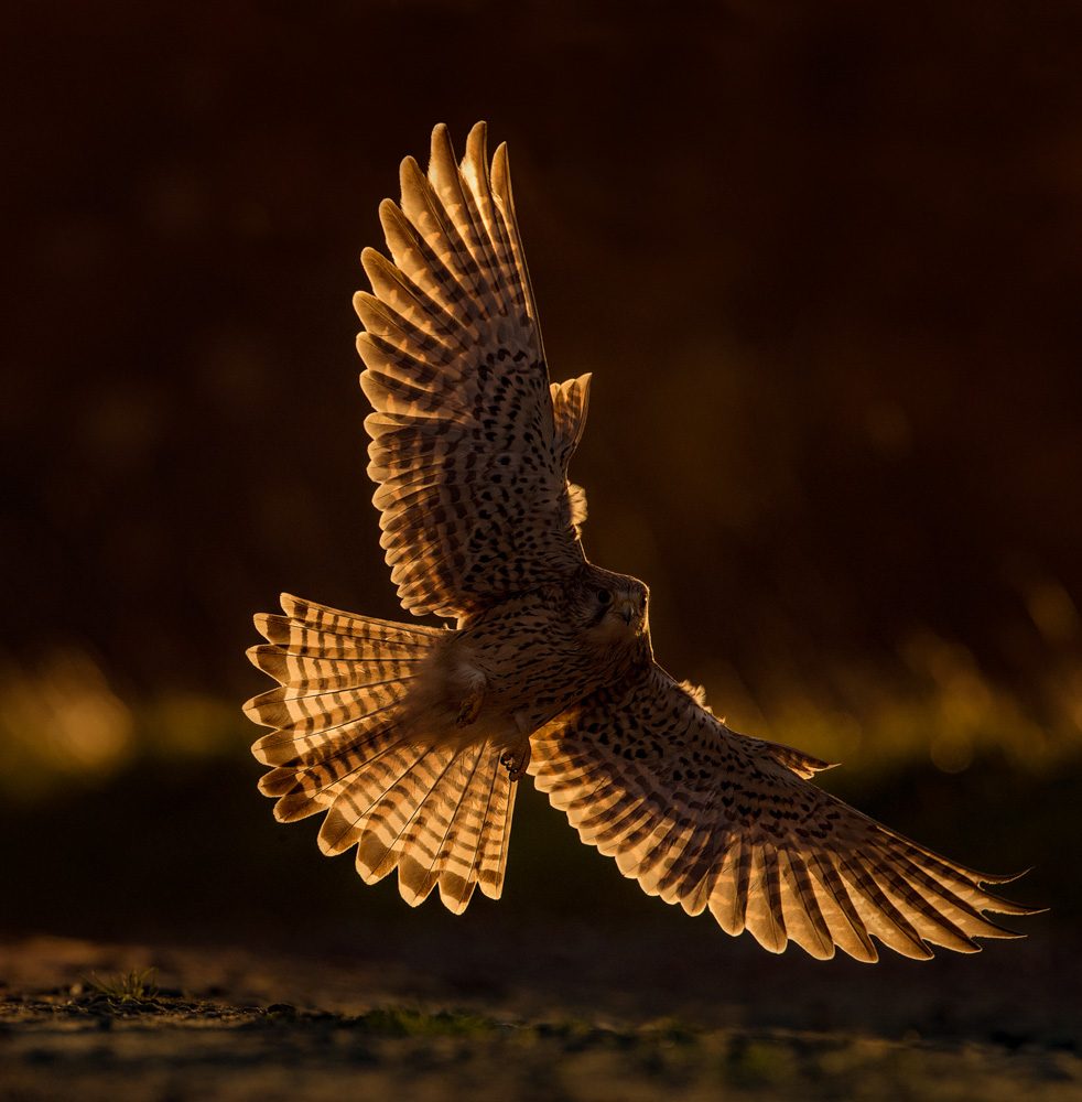 Wings, fleece, grass. Wildlife photograph by Andy Howe, finalist in the Shoot The Frame Wildlife photography award, December 2017