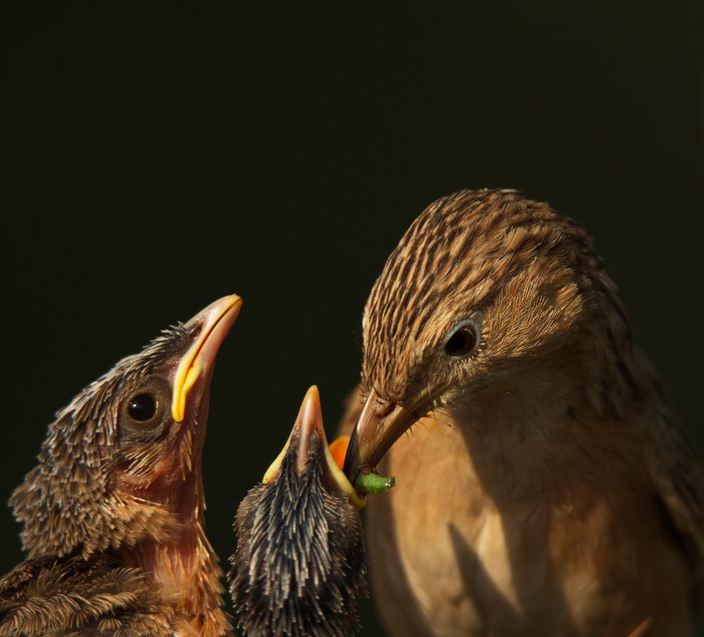 Birds, food, shadow. Wildlife photograph by Hemin Patel, finalist in the Shoot The Frame Wildlife photography award, December 2017