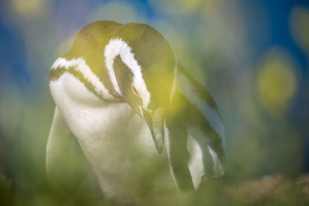 Penguin, eyes, beak. Wildlife photograph by Marie Leander, finalist in the Shoot The Frame Wildlife photography award, December 2017