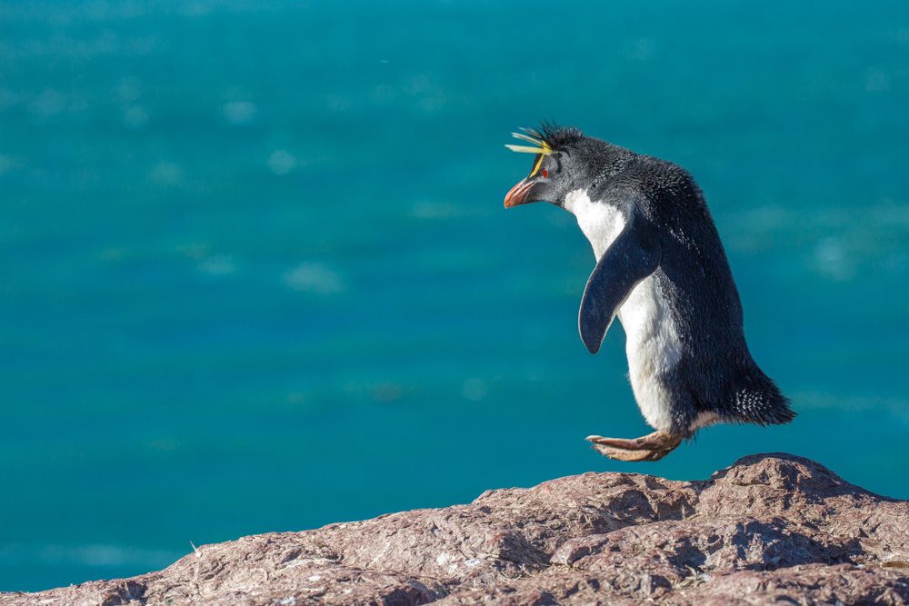 Penguin, ocean, rock. Wildlife photograph by Marie Leander, finalist in the Shoot The Frame Wildlife photography award, December 2017