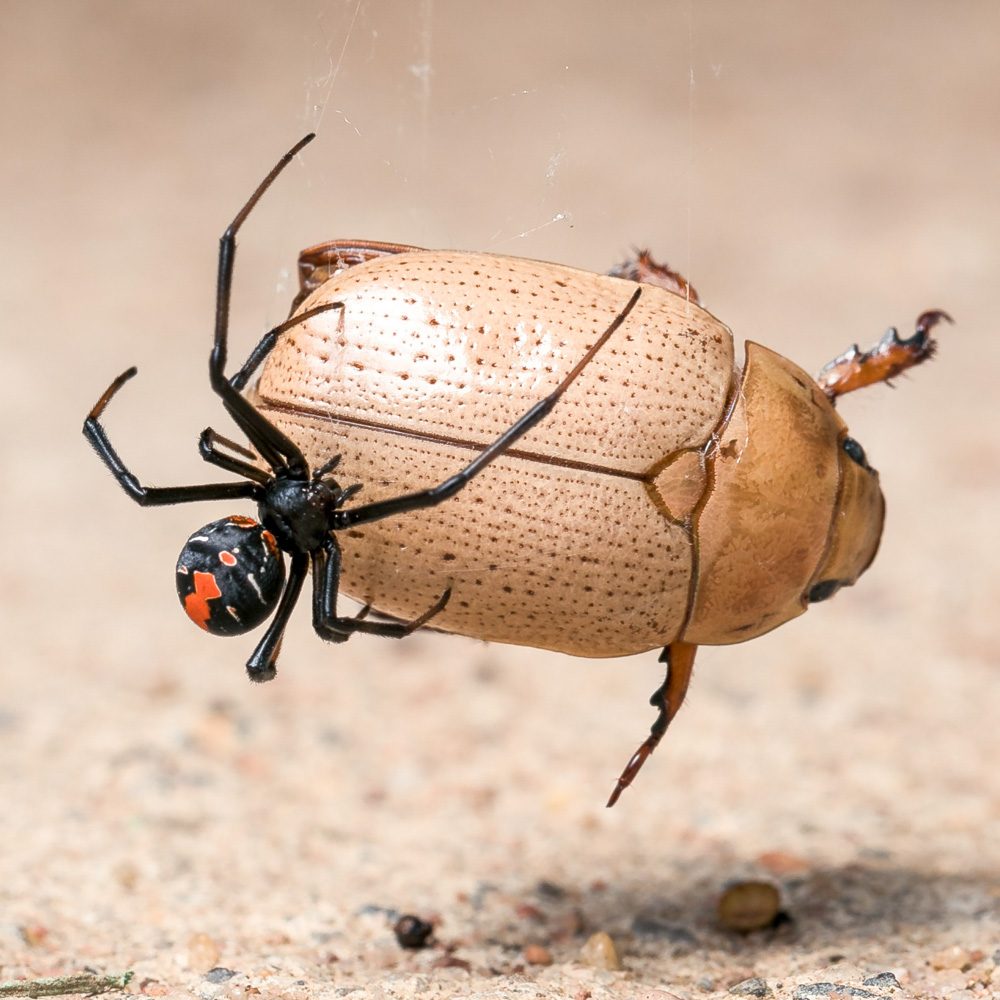 Spider, bug, ant. Wildlife photograph by Mike Tarr, finalist in the Shoot The Frame Wildlife photography award, December 2017