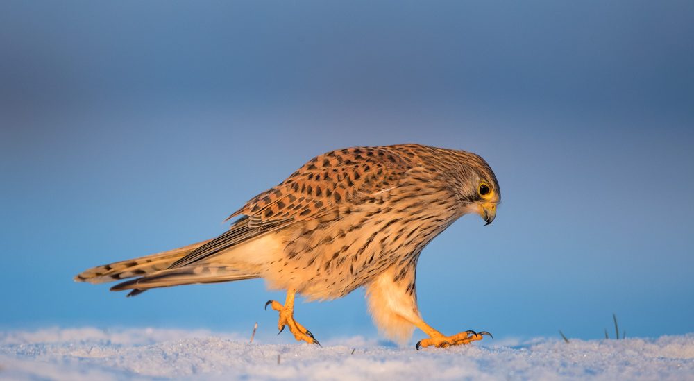 Eyes, beak, nails, feathers. Wildlife photograph by Andy Howe, winner of the Shoot The Frame Wildlife photography award, December 2017