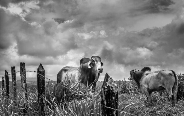 Grass, sky. Wildlife photograph by Adrieana Blazin, finalist in the Shoot The Frame Wildlife photography award, January 2018