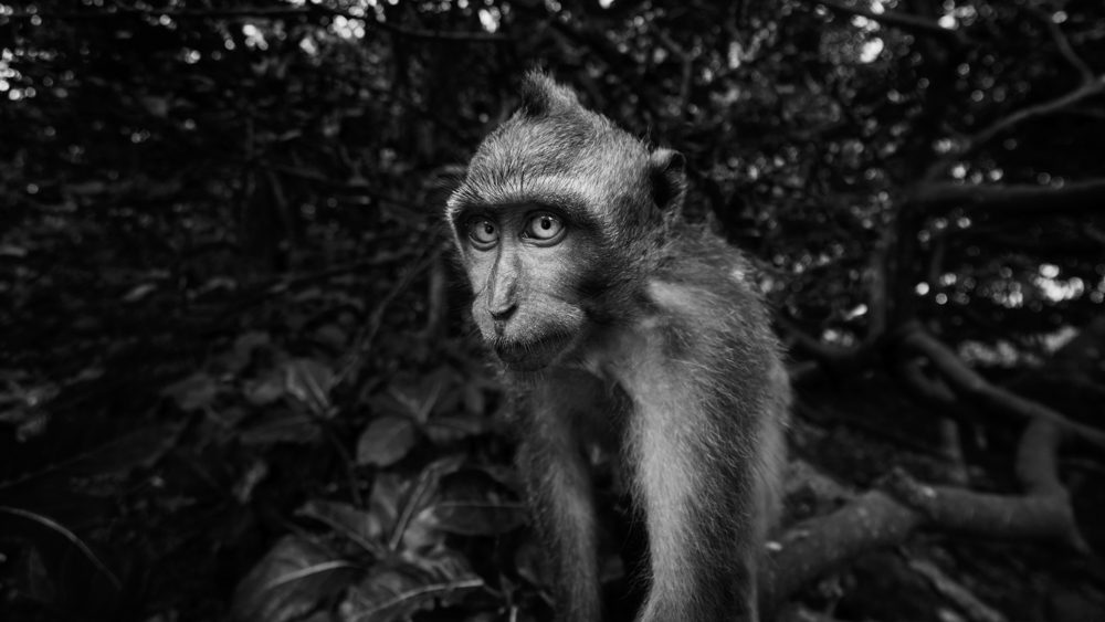 Tree, leaves. Wildlife photograph by Barry Kriegshauser, finalist in the Shoot The Frame Wildlife photography award, January 2018
