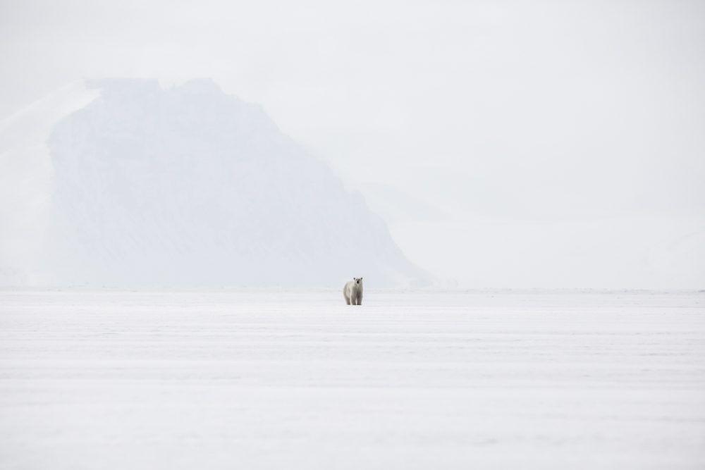 Water, ocean. Wildlife photograph by Natalie Gillis, finalist in the Shoot The Frame Wildlife photography award, January 2018