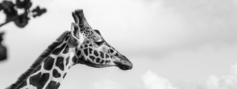 Tree, sky. Wildlife photograph by George Petrou, finalist in the Shoot The Frame Wildlife photography award, February 2018