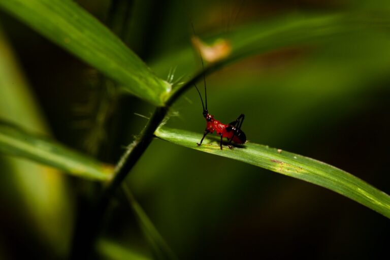 Insect, leaves, stem. Wildlife photograph by Jonah Goh, finalist in the Shoot The Frame Wildlife photography award, February 2018