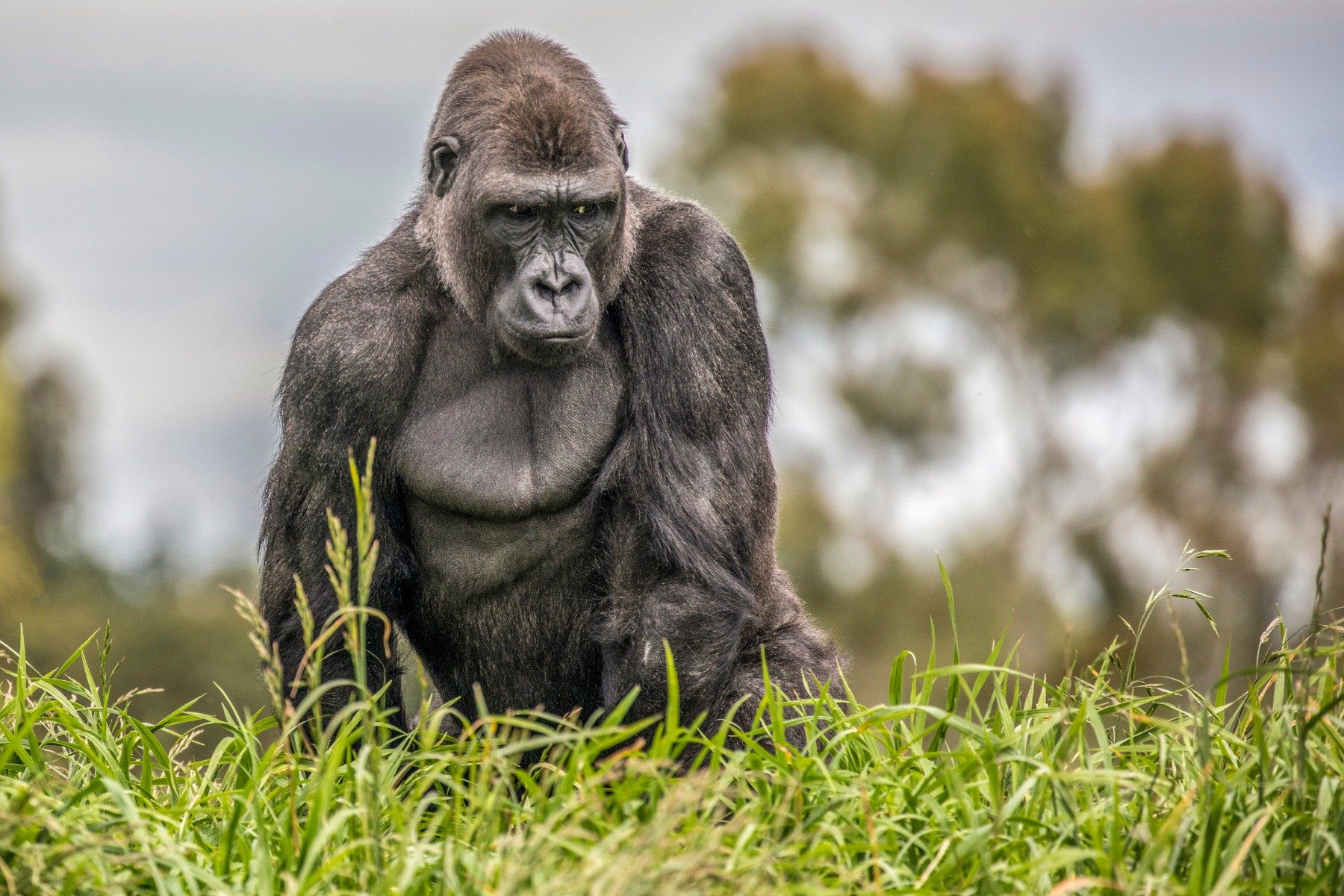 Grass, tree. Wildlife photograph by Kim Free, finalist in the Shoot The Frame Wildlife photography award, February 2018