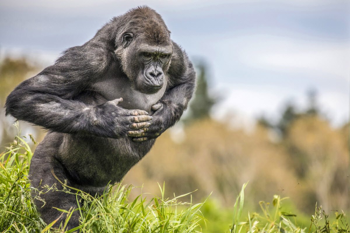Monkey. grass, walking. Wildlife photograph by Kim Free, finalist in the Shoot The Frame Wildlife photography award, March 2018
