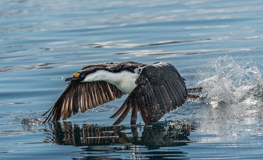 Water fowl, bird. Wildlife photograph by Bill Klipp, finalist in the Shoot The Frame Wildlife photography award, April 2018