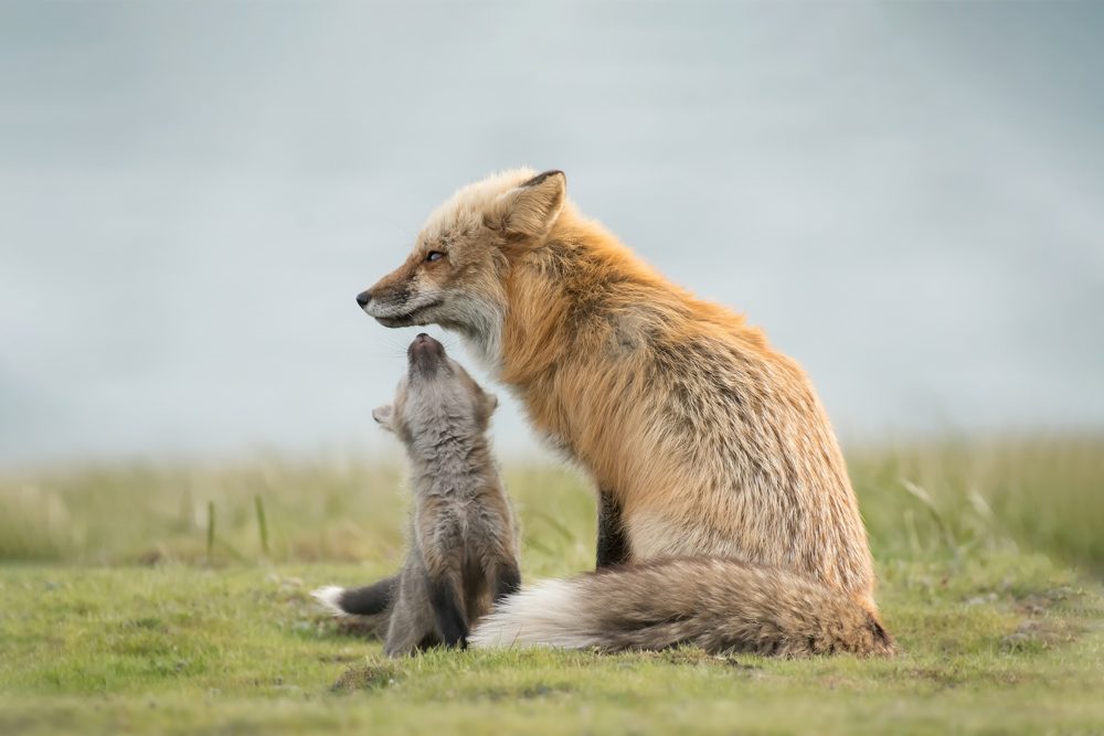 Animlas, grass, sky. Wildlife photograph by Shane Kalyn, finalist in the Shoot The Frame Wildlife photography award, June 2018