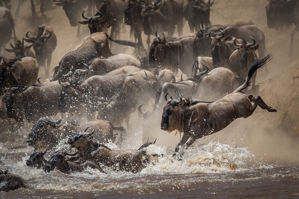 Water, land. Wildlife photograph by Andy Howe, finalist in the Shoot The Frame Wildlife photography award, July 2018