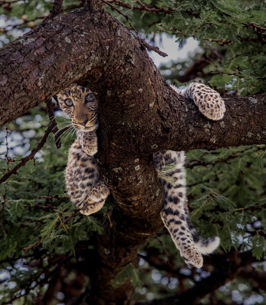 Tree, leaves. Wildlife photograph by Andy Howe, finalist in the Shoot The Frame Wildlife photography award, July 2018