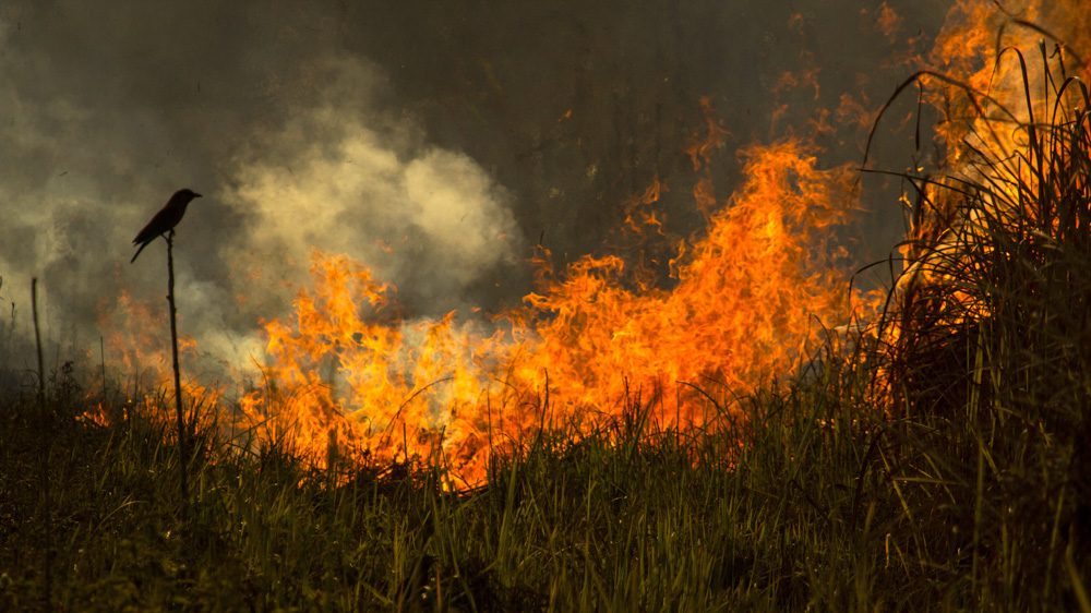 Bird, fire, grass. Wildlife photograph by Swayamsiddha Mohapatra, finalist in the Shoot The Frame Wildlife photography award, July 2018