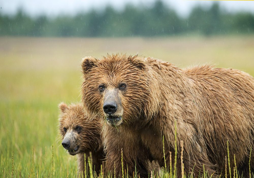 Grass, trees. Wildlife photograph by William Buchheit, winner of the Shoot The Frame Wildlife photography award, July 2018
