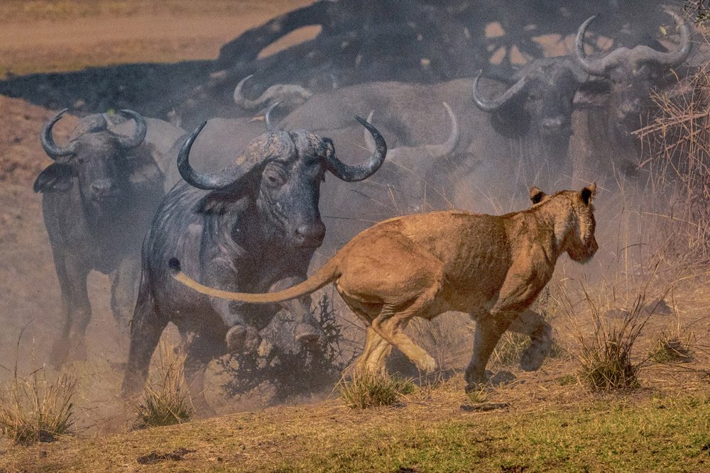 Land, grass, trees. Wildlife photograph by ChanOnn Fong, finalist in the Shoot The Frame Wildlife photography award, August 2018