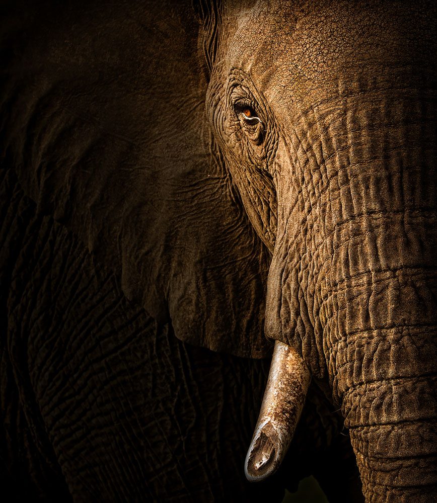 Eyes, nose. Wildlife photograph by Andy Howe, finalist in the Shoot The Frame Wildlife photography award, September 2018