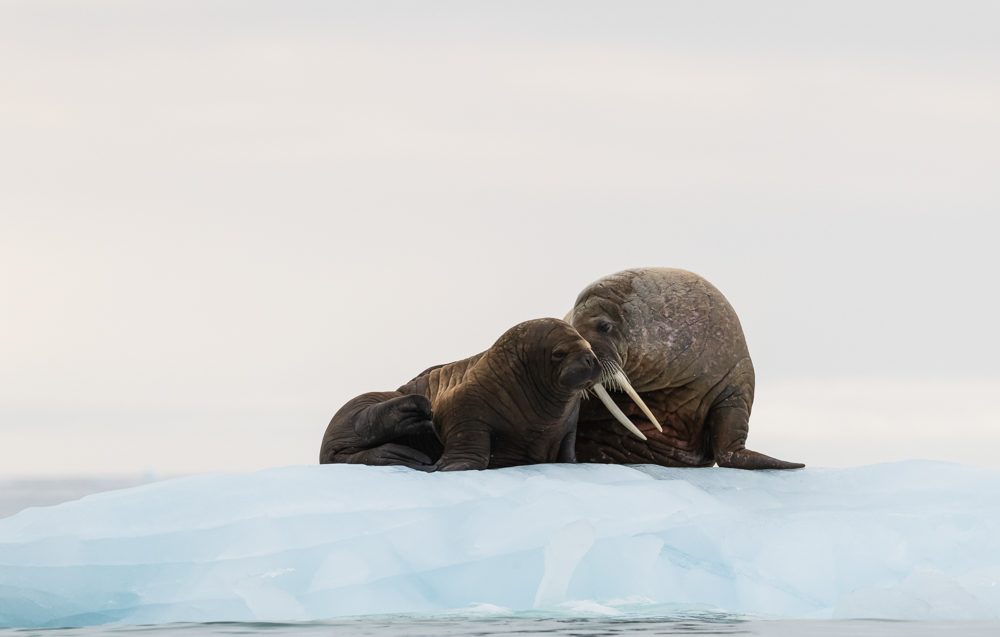 Snow, sky. Wildlife photograph by Martin Fromer, winner of the Shoot The Frame Wildlife photography award, September 2018