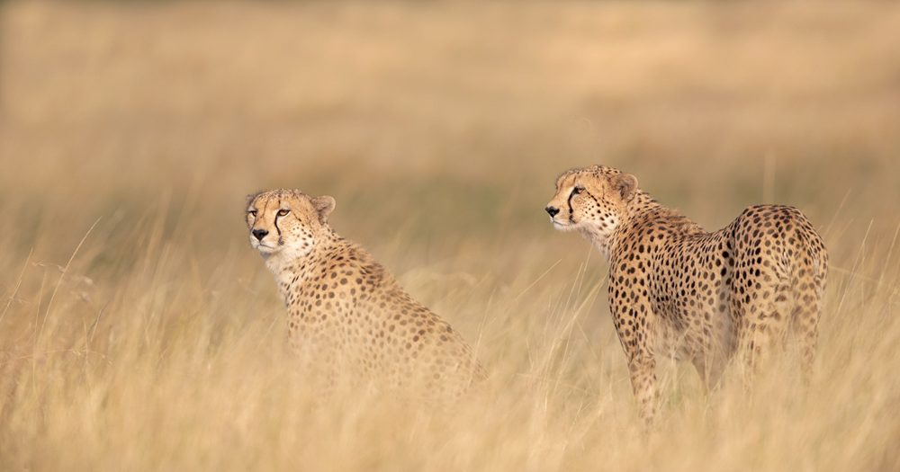 Land, grass. Wildlife photograph by Andy Howe, finalist in the Shoot The Frame Wildlife photography award, October 2018