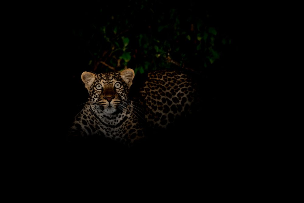 Lion, eyes, ears. Wildlife photograph by Daniel Wallis, finalist in the Shoot The Frame Wildlife photography award, October 2018