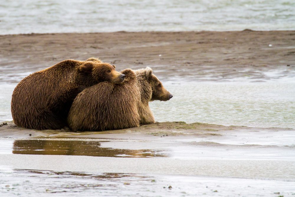 Water, land. Wildlife photograph by Shane Morrison, finalist in the Shoot The Frame Wildlife photography award, October 2018