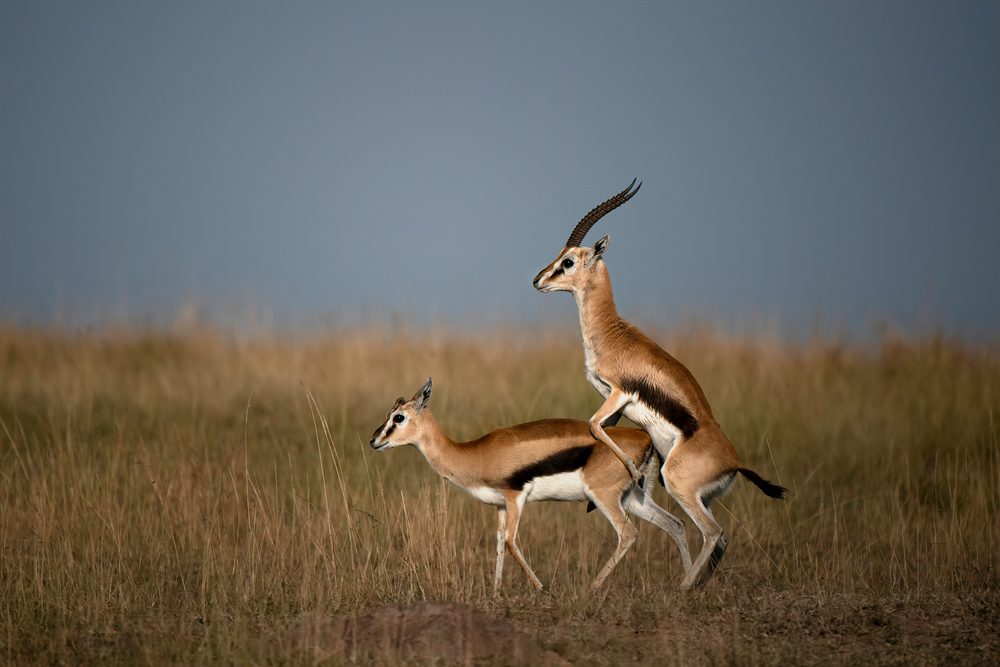 Grass, sky. Wildlife photograph by ChanOnn Fong, finalist in the Shoot The Frame Wildlife photography award, November 2018