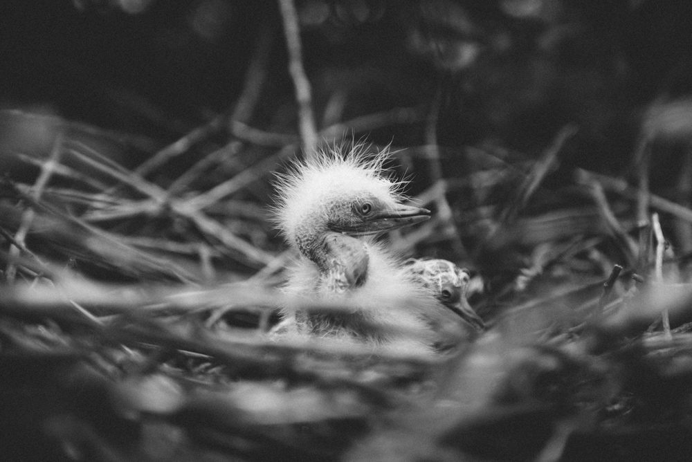Woods, leaves. Wildlife photograph by Quinn Odel, winner of the Shoot The Frame Wildlife photography award, November 2018