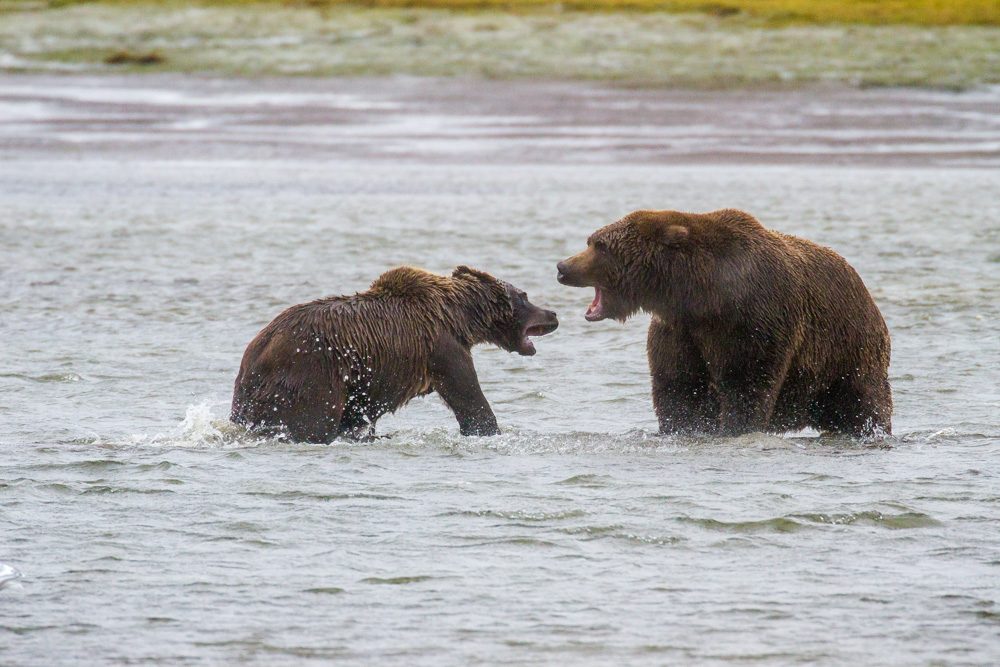 Confrontation. Wildlife photograph by Shane Morrison, finalist in the Shoot The Frame Wildlife photography award, December 2018