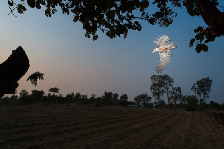 Birds, trees, grass. Wildlife photograph by Baiju Patil, finalist in the Shoot The Frame Wildlife photography award, January 2019