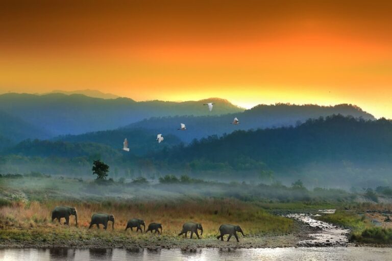 Elephants, birds, trees, grass. Wildlife photograph by Baiju Patil, finalist in the Shoot The Frame Wildlife photography award, January 2019