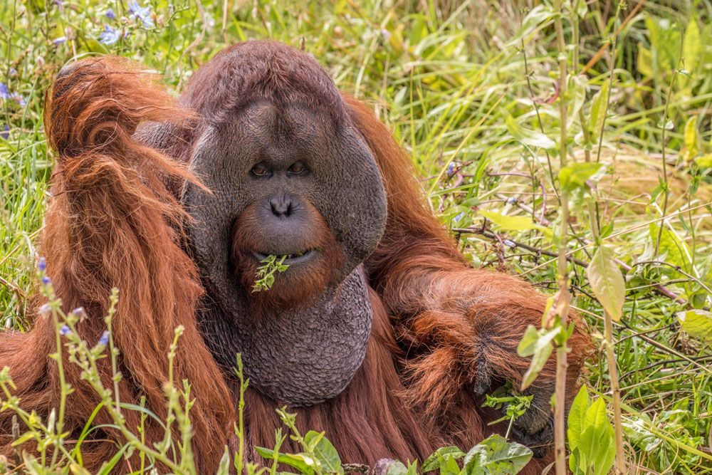 Plants, monkey, grass. Wildlife photograph by Kim Free, finalist in the Shoot The Frame Wildlife photography award, January 2019