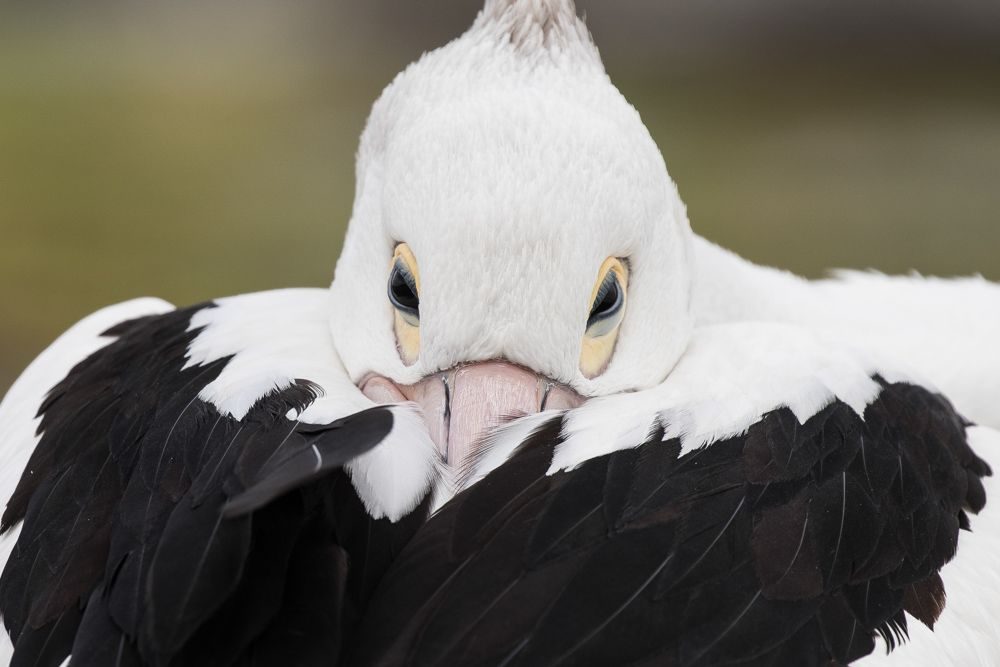Bird, eye, beak. Wildlife photograph by Laura Reid, finalist in the Shoot The Frame Wildlife photography award, January 2019