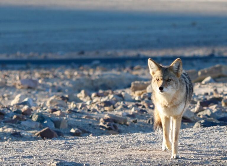Fox, rocks, land. Wildlife photograph by Sherry Jimenez, finalist in the Shoot The Frame Wildlife photography award, January 2019