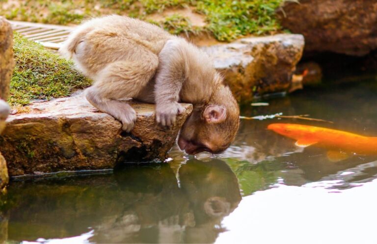 Monkey, water, fish. Wildlife photograph by Sherry Jimenez, finalist in the Shoot The Frame Wildlife photography award, January 2019