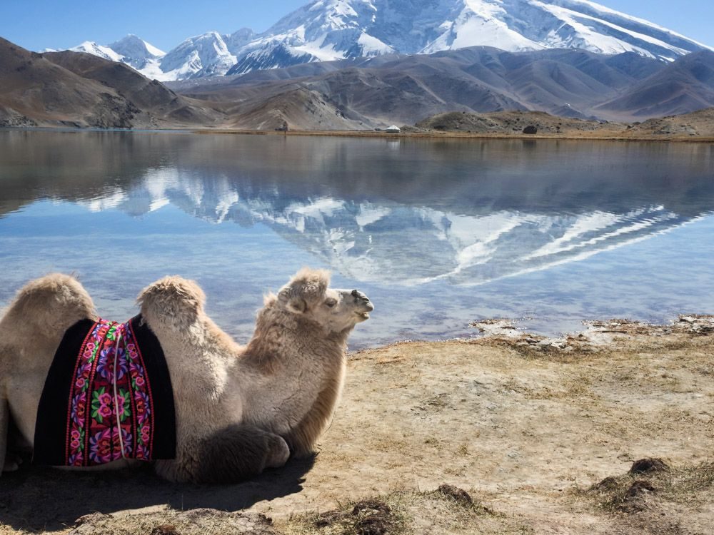 Camel, water, hills. Wildlife photograph by Ira Jacob, finalist in the Shoot The Frame Wildlife photography award, February 2019