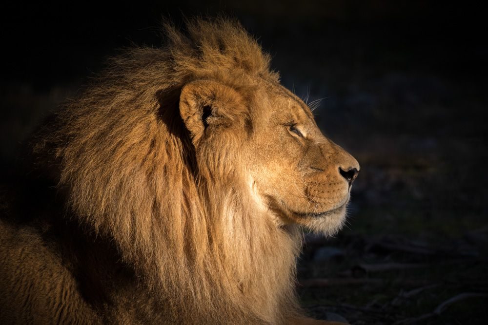 Lion, land, eyes. Wildlife photograph by Kim Free, finalist in the Shoot The Frame Wildlife photography award, February 2019