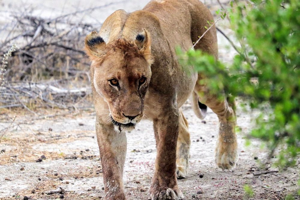 Land, plants, lion. Wildlife photograph by Leigh Williams, finalist in the Shoot The Frame Wildlife photography award, February 2019