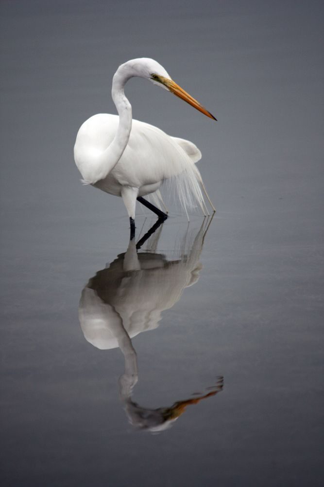 Flamingo, water, beak. Wildlife photograph by Nancy Ridenour, finalist in the Shoot The Frame Wildlife photography award, February 2019