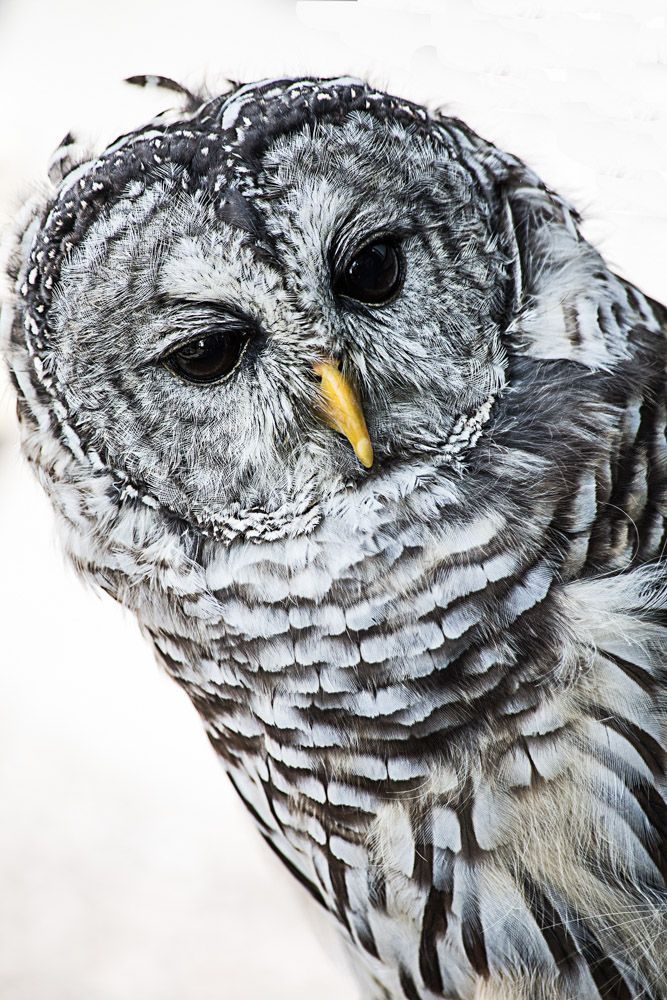 Owl, eyes, beak. Wildlife photograph by Nancy Ridenour, finalist in the Shoot The Frame Wildlife photography award, February 2019