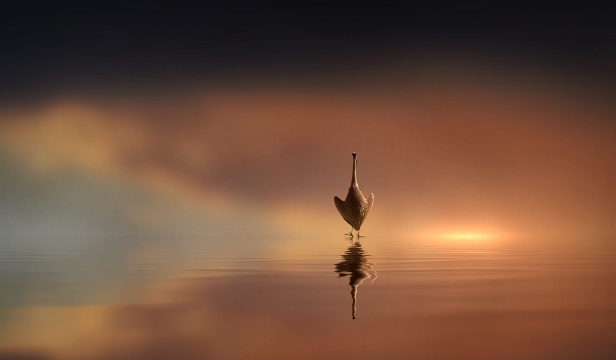 Wildlife photograph by Dekka Entwistle, finalist in the Shoot The Frame Wildlife photography award, March 2019