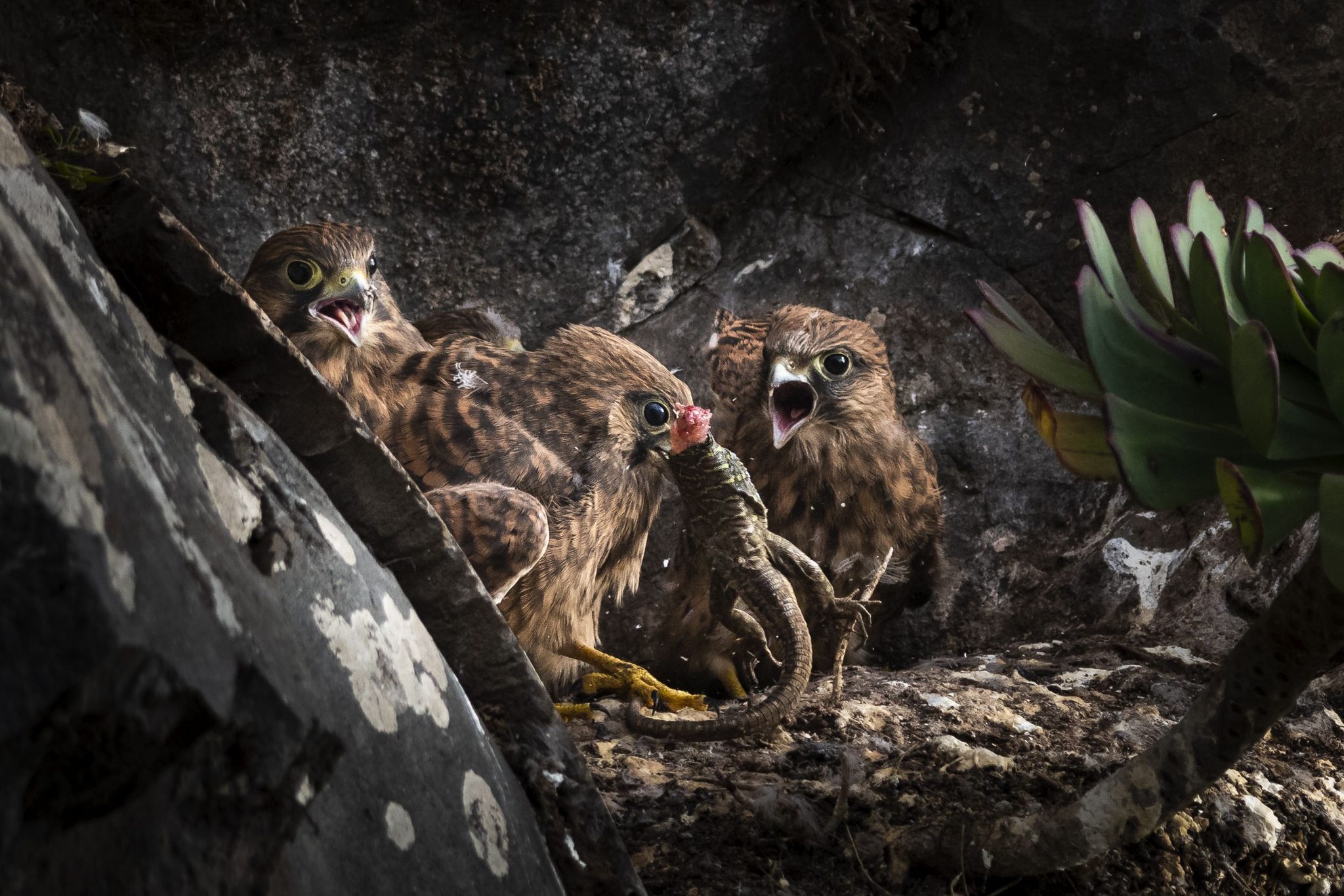 Wildlife photograph by Louise Geraldine Lynch Harris, finalist in the Shoot The Frame Wildlife photography award, March 2019