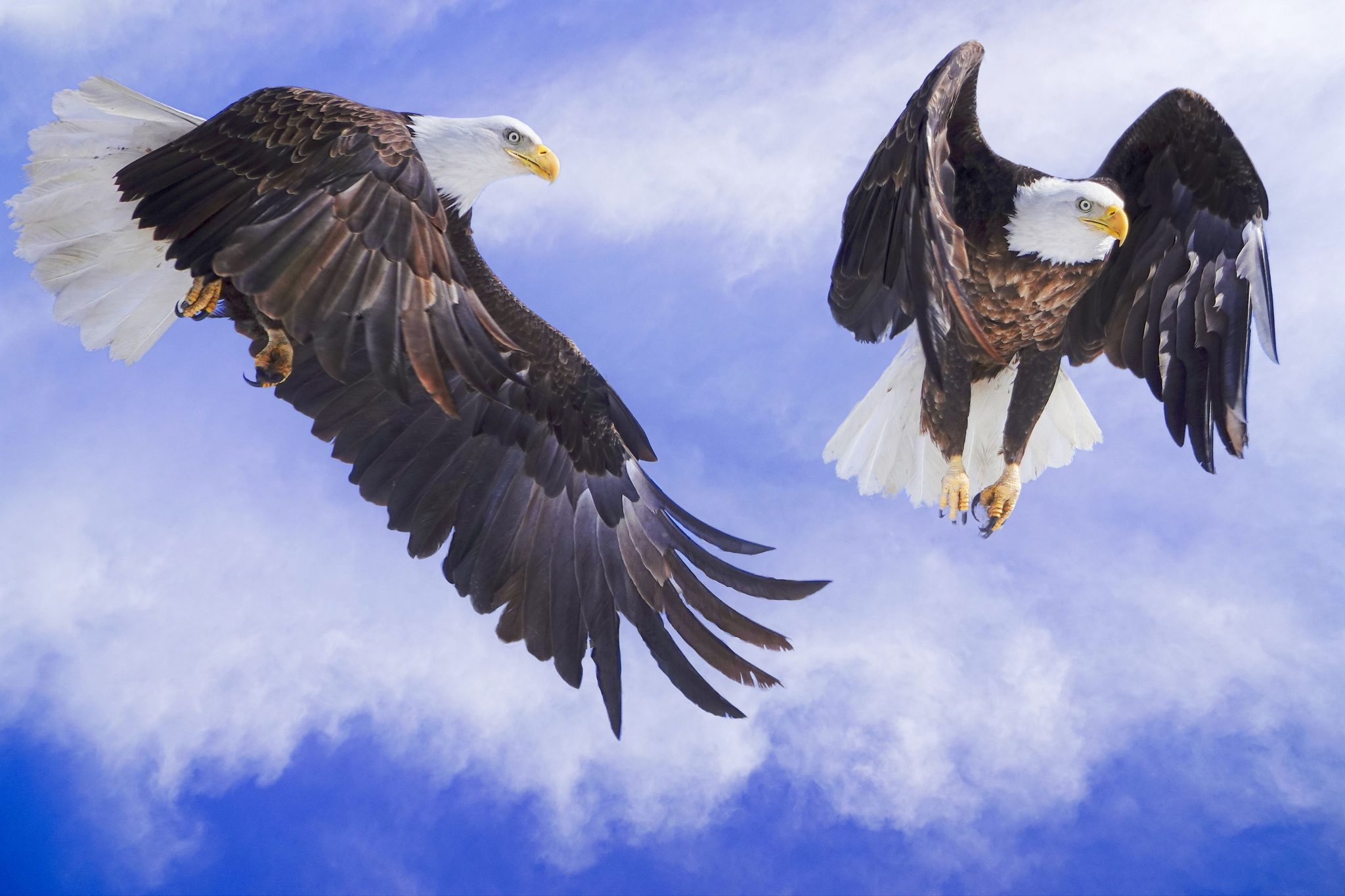 Wildlife photograph by Maureen Ravnik, finalist in the Shoot The Frame Wildlife photography award, March 2019