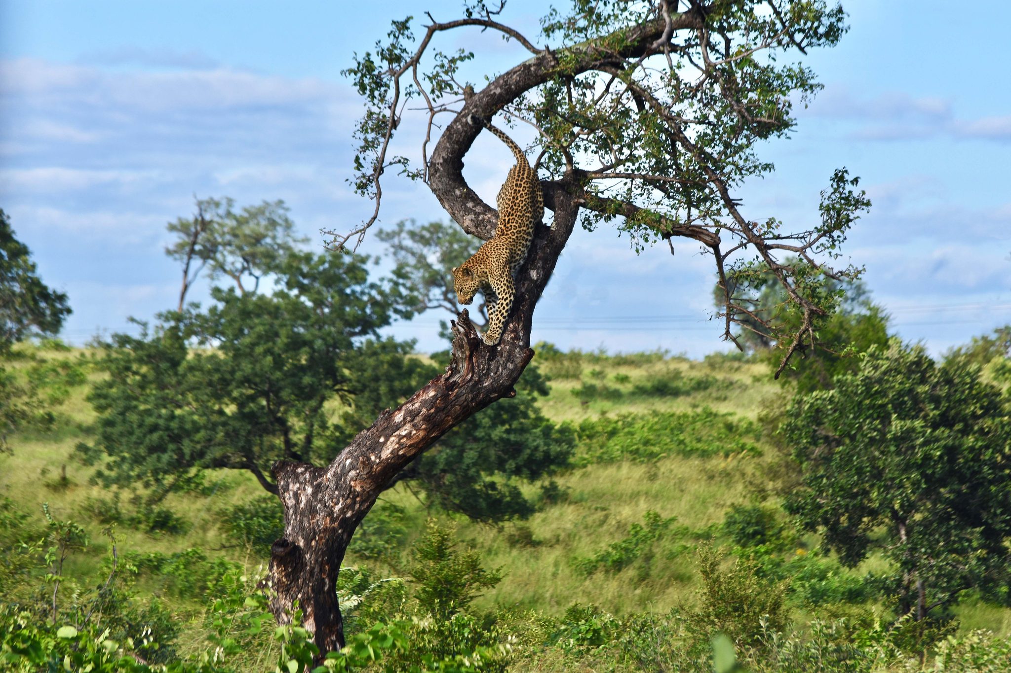 Wildlife photograph by Serena Brown, finalist in the Shoot The Frame Wildlife photography award, March 2019