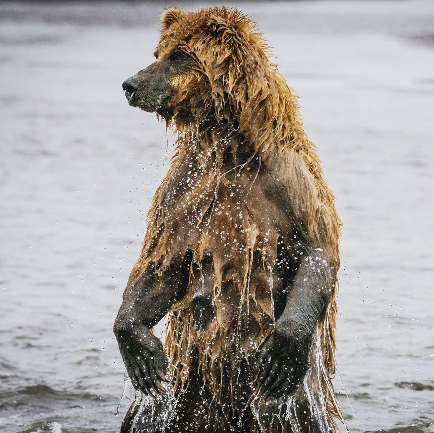 Wildlife photograph by Grant Hunt, finalist in the Shoot The Frame Wildlife photography award, April 2019